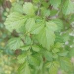 Tecomaria capensis Blatt