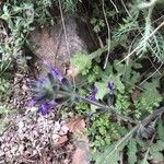 Salvia verbenaca Květ
