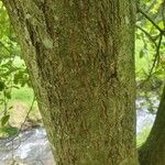 Quercus agrifolia Corteza