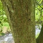 Quercus agrifolia Escorça