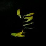 Caragana brevispina Floare
