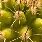 Mammillaria voburnensis Leaf