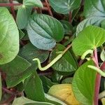 Peperomia albovittata ഇല