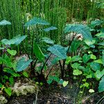 Alocasia odora Pokrój