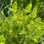 Cruciata laevipes Flower