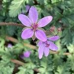 Erodium cicutariumVirág