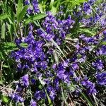 Polygala alpina Fleur