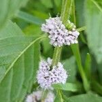 Mentha canadensis Květ