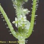 Drusa glandulosa Квітка