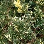 Thuja occidentalis Blad