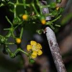 Hugonia racemosa ᱵᱟᱦᱟ