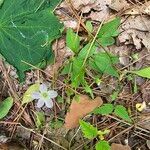 Claytonia caroliniana Flor