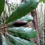 Pittosporum hematomallum Frucht