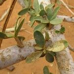 Maerua crassifolia Hoja