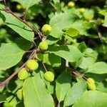 Ilex mucronata Fruit