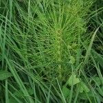 Equisetum telmateia Лист