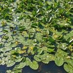 Nuphar pumila पत्ता