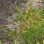 Carex pallescens Habit