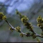 Zanthoxylum americanum