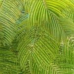 Anadenanthera colubrina ഇല