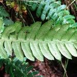 Blechnum spicant Leaf