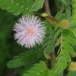 Mimosa tricephala Blomst