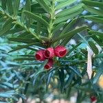 Taxus brevifolia Fruto