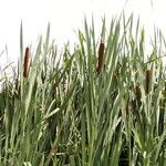 Typha latifolia Fuelha