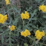 Solanum rostratum Агульны выгляд