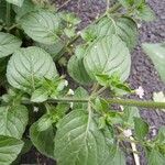 Clinopodium nepeta Blad