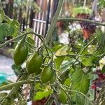 Solanum pimpinellifolium Fruit