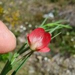 Lathyrus sphaericus Kvet