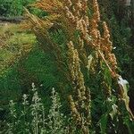 Rumex cristatus عادت