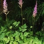 Astilbe rubra অভ্যাস