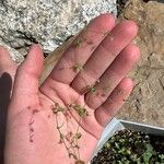 Arenaria serpyllifolia Листок