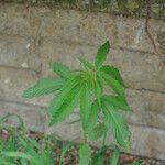 Cannabis sativa Leaf
