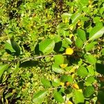 Vaccinium arboreum Leaf