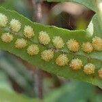 Polypodium interjectum Fruit