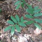 Maianthemum racemosum Feuille