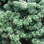 Abies balsamea Feuille