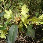 Rhododendron trichocladum Folha