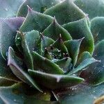 Sempervivum marmoreum ഇല