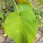 Solanum abutiloides Folha