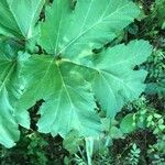 Heracleum lanatum Листок