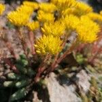 Petrosedum montanum Flower