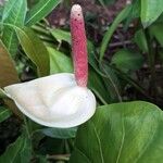 Anthurium faustomirandae Květ