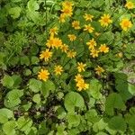 Viguiera dentata 花