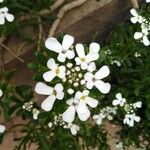 Iberis semperflorens Çiçek