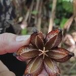 Illicium verum Fruit