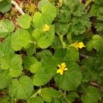 Viola glabella Flower